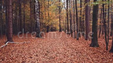 十一月秋季。 在秋天的森林里走着，树枝在风中慢慢摇曳，<strong>树叶</strong>在<strong>飘落</strong>